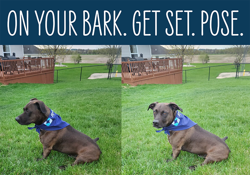 On Your Bark. Get Set. Pose.