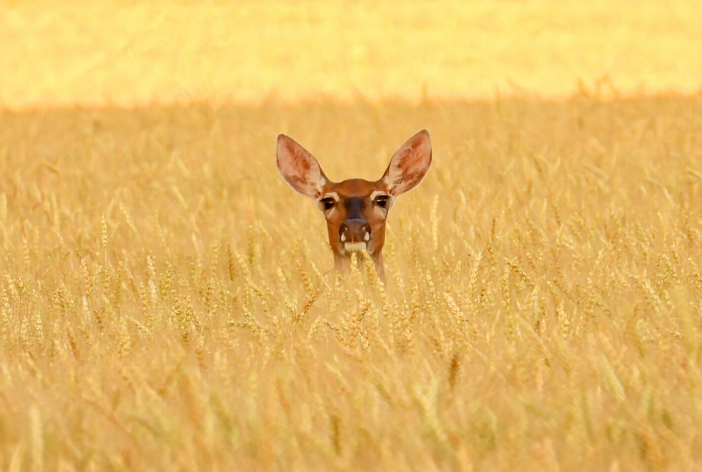 Playing peek a boo with a Doe wheat field