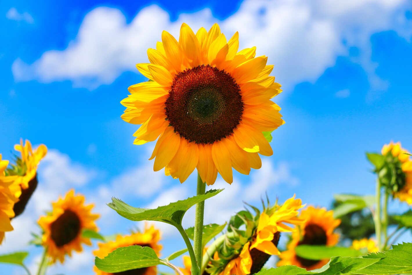 Sunflower